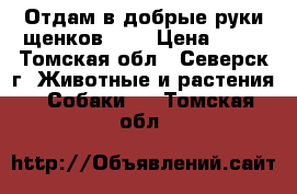 Отдам в добрые руки щенков !!! › Цена ­ 10 - Томская обл., Северск г. Животные и растения » Собаки   . Томская обл.